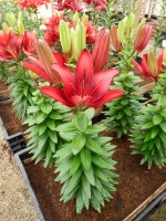 [5018 Tiny Dragon No02.JPG]